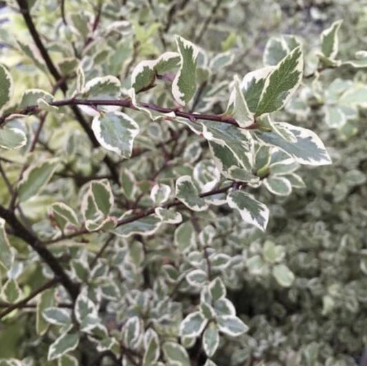Pittosporum Ivory Sheen PBR