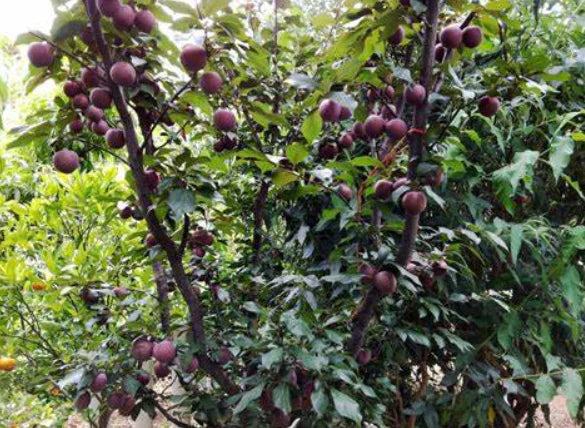 Prunus salicina ‘Narrabeen’ (Dwarf Narrabeen Plum)
