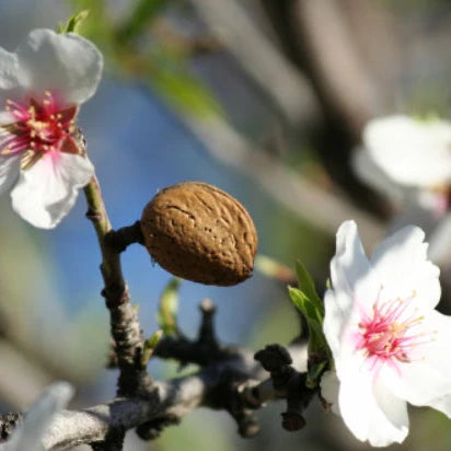 Prunus Dulcis (Dwarf Self-Pollinating Almond)
