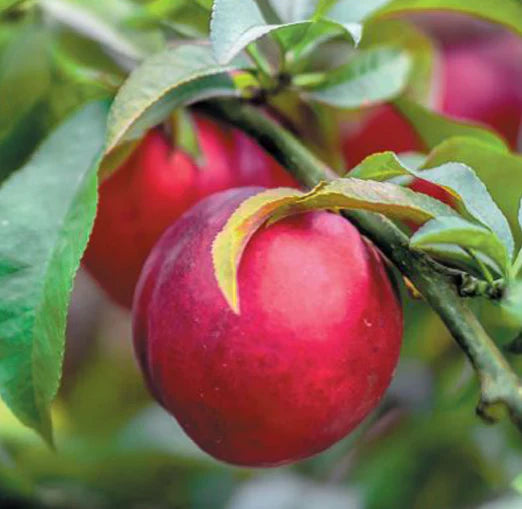 Prunus Persica var. Nucipersica ‘Sweet Sensation’ (Sweet Sensation Nectarine)