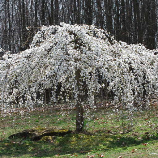 Prunus × subhirtella 'Pendula Alba' Standard (White Weeping Cherry Standard)