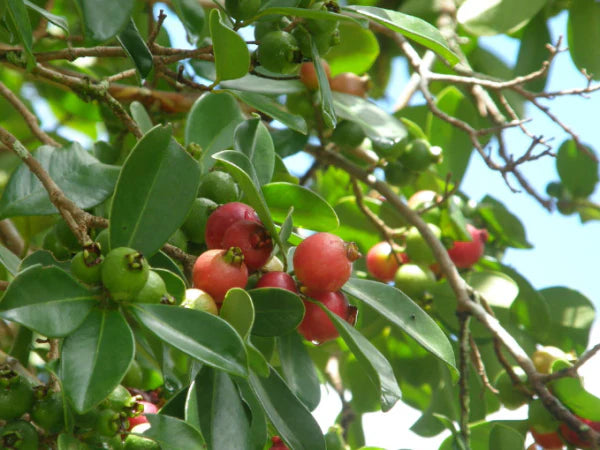 Psidium cattleianum (Strawberry Guava)