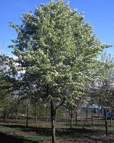 Pyrus Edgewood (Edgewood Pear Tree)