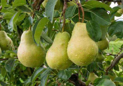 DWARF Pyrus communis 'Josephine De Malines' (Dwarf Josephine De Malines Pear)