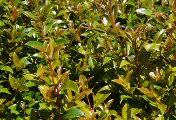 Syzygium australe ‘Superior’ (Psyllid Free Lilly Pilly)