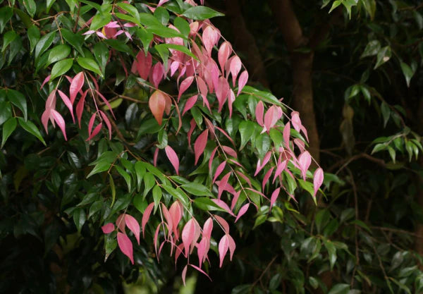 Syzygium luehmannii ‘Pink Tips’ (Pink Tips Lilly Pilly)