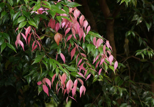 Syzygium luehmannii ‘Pink Tips’ (Pink Tips Lilly Pilly)