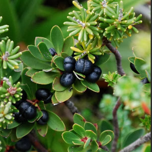 Tasmannia lanceolata ‘Female’ – Mountain Pepper