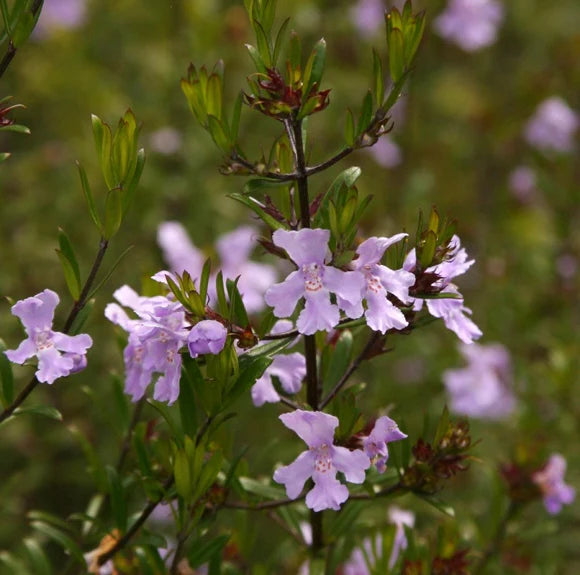Westringia 'Violet Skies' (Violet Skies Westringia)