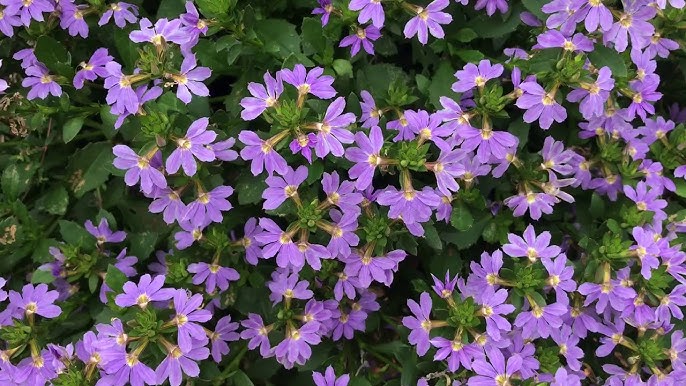 Scaevola Aemula 'Mauve Clusters' (Mauve Clusters Fan Flower)