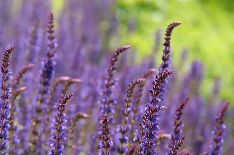 Salvia ‘Blue Knight’ – Meadow Sage