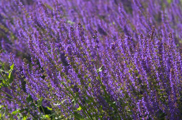 Salvia ‘Blue Knight’ – Meadow Sage