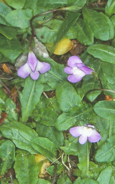 Mazus pumilio (White Swamp Mazus)