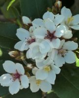 Rhaphiolepis ‘Caves Beach’ – Hardy Evergreen Shrub