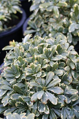 Pittosporum Creme de Mint (Creme de Mint Pittosporum)