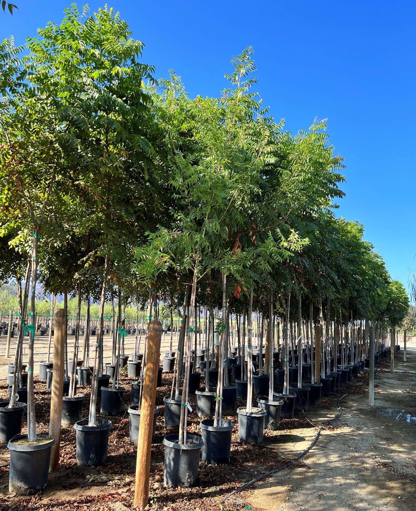 Koelreuteria bipinnata (Chinese Flame Tree)
