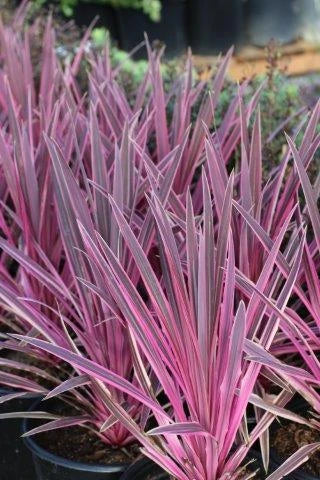 Cordyline australis ‘Pink Passion™’ (Cabbage Palm)