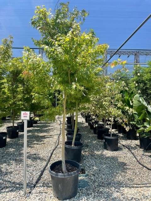 Acer Palmatum (Japanese Maple Standards)