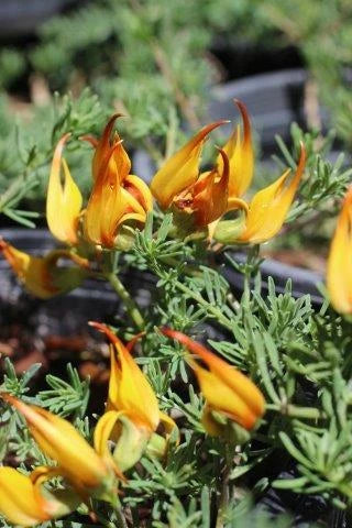 Lotus ‘Gold Flash’ – Yellow Flowering Annual