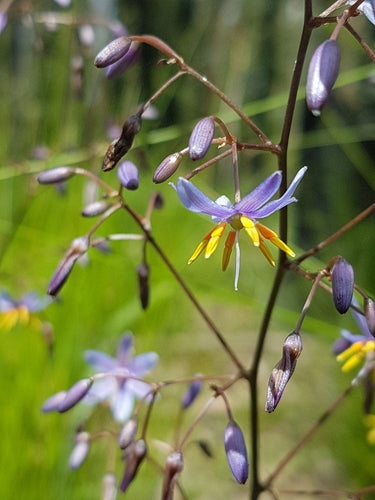 Dianella Caerulea (Flax Lily)