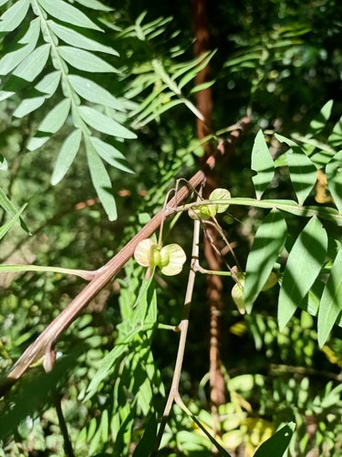 Dodonaea megazyga (Large-leaved Hop Bush)