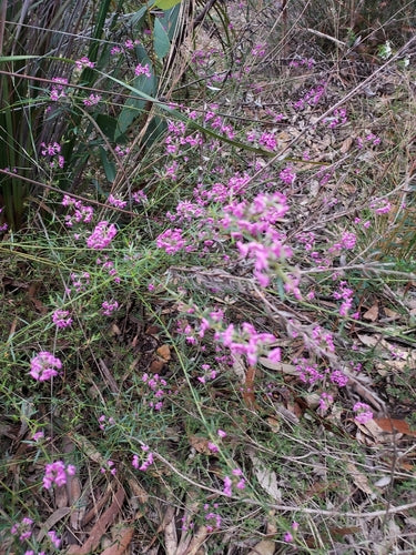 Mirbelia rubiifolia (Heathy Mirbelia)