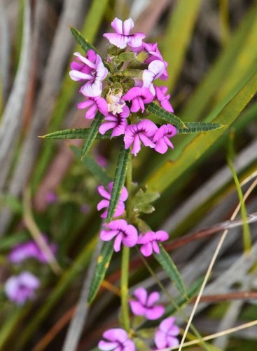 Mirbelia rubiifolia (Heathy Mirbelia)