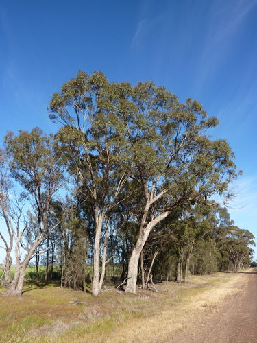 Eucalyptus microcarpa (Grey Box)