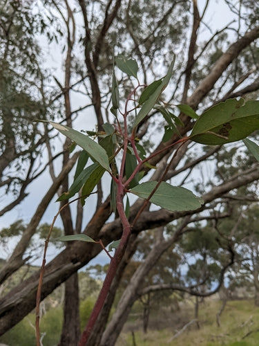 Eucalyptus microcarpa (Grey Box)