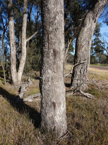 Eucalyptus microcarpa (Grey Box)