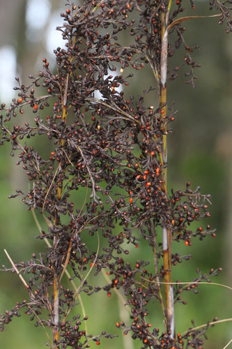 Gahnia clarkei (Tall Sawsedge)