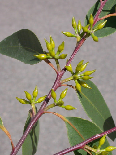 Eucalyptus pilularis (Blackbutt)