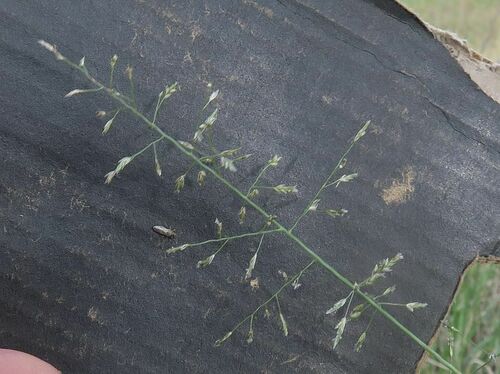 Eragrostis Leptostachya (Paddock Lovegrass)