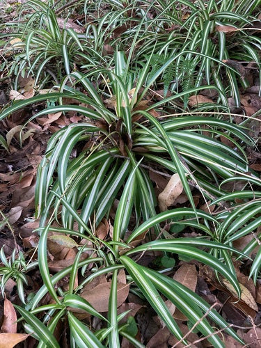 Chlorophytum comosum 'Picturatum' (Spider Plant 'Picturatum')