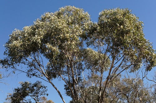 Eucalyptus albens (White Box)