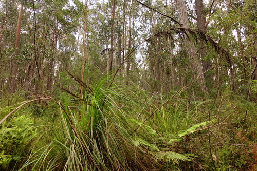 Gahnia clarkei (Tall Sawsedge)