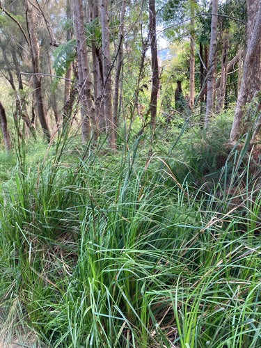 Gahnia clarkei (Tall Sawsedge)