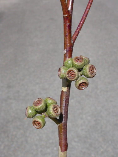 Eucalyptus pilularis (Blackbutt)