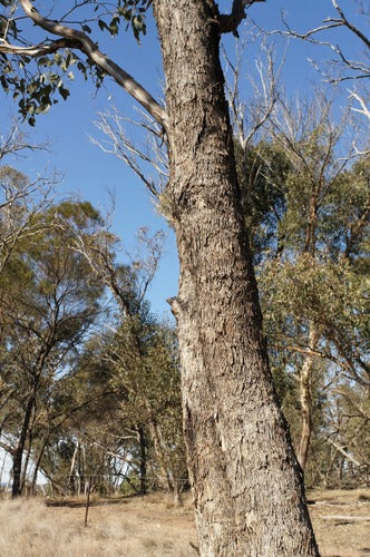 Eucalyptus albens (White Box)