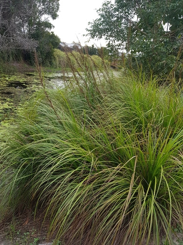 Gahnia clarkei (Tall Sawsedge)