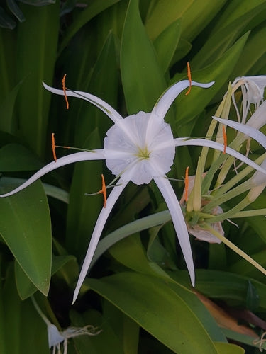 Hymenocallis littoralis (Thai Spider)
