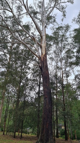 Eucalyptus pilularis (Blackbutt)