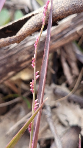 Setaria distans (Paspalidium Grass)