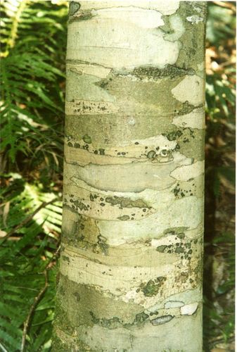 Ceratopetalum apetalum (Coachwood)