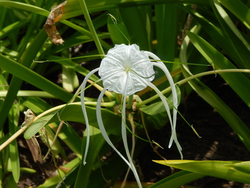 Hymenocallis littoralis (Thai Spider)