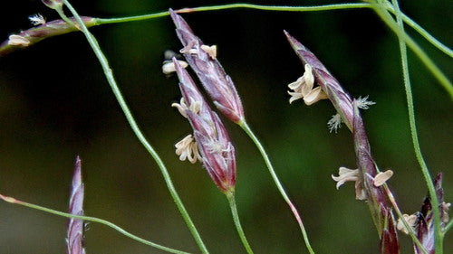 Eragrostis benthamii (Bentham’s Lovegrass)