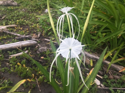 Hymenocallis littoralis (Thai Spider)