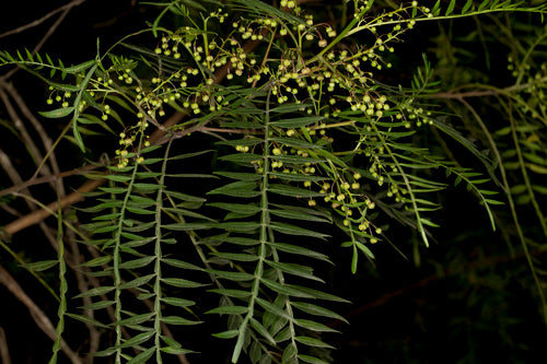 Dodonaea megazyga (Large-leaved Hop Bush)