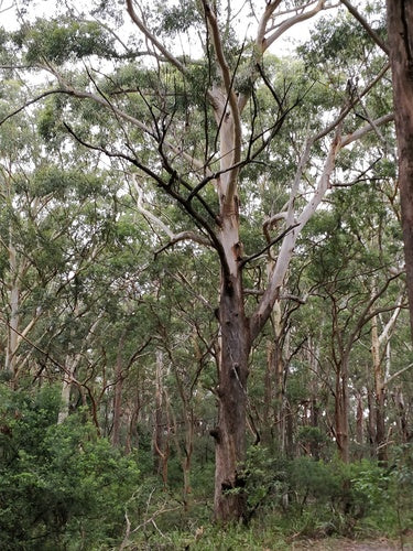 Eucalyptus pilularis (Blackbutt)