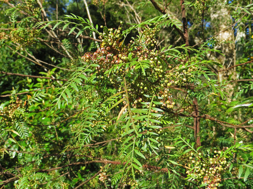 Dodonaea megazyga (Large-leaved Hop Bush)